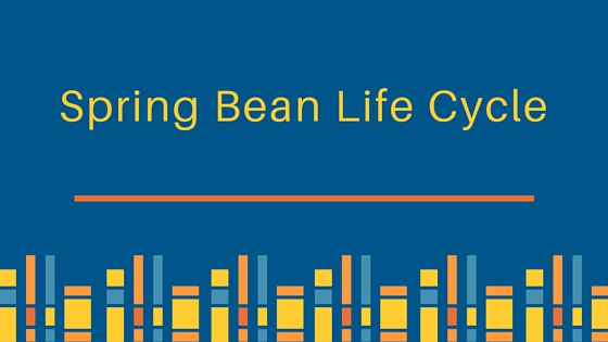 Spring Bean Life Cycle – techsyncer